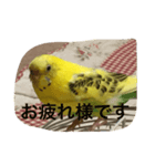 ぴっぴの気持ち（個別スタンプ：5）