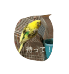 ぴっぴの気持ち（個別スタンプ：6）