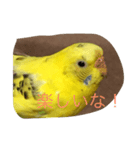 ぴっぴの気持ち（個別スタンプ：7）