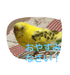 ぴっぴの気持ち（個別スタンプ：8）