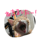 きな（個別スタンプ：1）