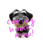Jiji Schnauzer（個別スタンプ：1）