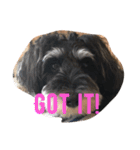 Jiji Schnauzer（個別スタンプ：2）