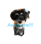Jiji Schnauzer（個別スタンプ：3）