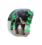 Jiji Schnauzer（個別スタンプ：4）