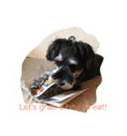 Jiji Schnauzer（個別スタンプ：6）