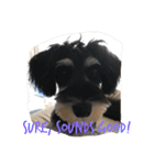 Jiji Schnauzer（個別スタンプ：7）