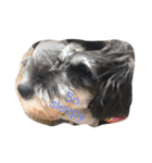 Jiji Schnauzer（個別スタンプ：8）