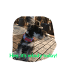 Jiji Schnauzer（個別スタンプ：10）