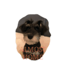 Jiji Schnauzer（個別スタンプ：12）