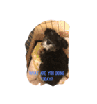 Jiji Schnauzer（個別スタンプ：16）