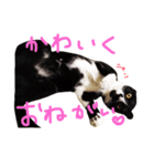 いわしちゃん（個別スタンプ：11）
