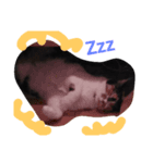 ほんわか 猫（個別スタンプ：1）