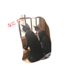 ほんわか 猫（個別スタンプ：2）