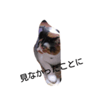 ほんわか 猫（個別スタンプ：4）