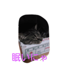 ほんわか 猫（個別スタンプ：5）