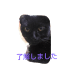 ほんわか 猫（個別スタンプ：8）