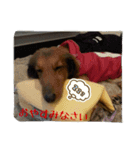 チャマルと一緒に…（個別スタンプ：3）