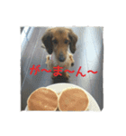 チャマルと一緒に…（個別スタンプ：11）