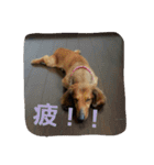 チャマルと一緒に…（個別スタンプ：14）