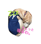ラブラドールななちゃん（個別スタンプ：1）