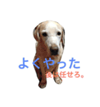 ラブラドールななちゃん（個別スタンプ：4）