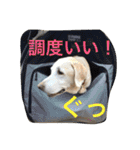ラブラドールななちゃん（個別スタンプ：11）