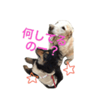 ラブラドールななちゃん（個別スタンプ：12）