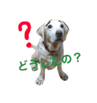 ラブラドールななちゃん（個別スタンプ：14）