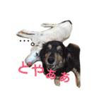 ラブラドールななちゃん（個別スタンプ：20）