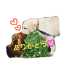 ラブラドールななちゃん（個別スタンプ：28）
