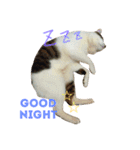 ネコのあずさ2（個別スタンプ：2）