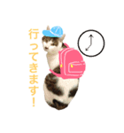 ネコのあずさ2（個別スタンプ：3）