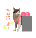 ネコのあずさ2（個別スタンプ：4）