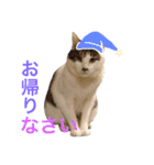ネコのあずさ2（個別スタンプ：5）