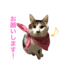 ネコのあずさ2（個別スタンプ：8）