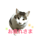 ネコのあずさ2（個別スタンプ：9）