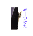 ネコのあずさ2（個別スタンプ：10）
