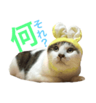 ネコのあずさ2（個別スタンプ：11）