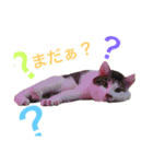 ネコのあずさ2（個別スタンプ：12）
