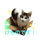 ネコのあずさ2（個別スタンプ：14）