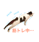 ネコのあずさ2（個別スタンプ：15）