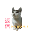 ネコのあずさ2（個別スタンプ：16）