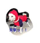 白柴ムク（個別スタンプ：2）