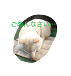 白柴ムク（個別スタンプ：3）