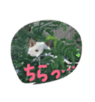 白柴ムク（個別スタンプ：4）