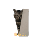 ぶん太さん。（個別スタンプ：7）