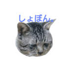ぶん太さん。（個別スタンプ：11）