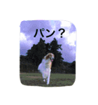 ぼくのパンは海（個別スタンプ：1）
