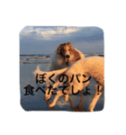 ぼくのパンは海（個別スタンプ：4）